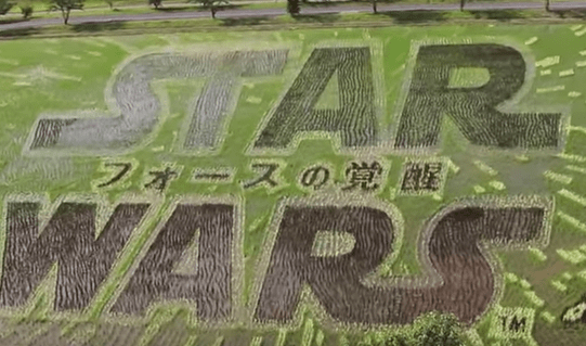 star_wars_rice_paddy